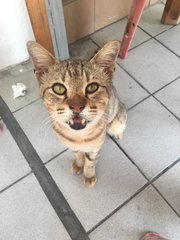 This was the first day I met my rescuer. I am so friendly, I sat on her lap immediately.