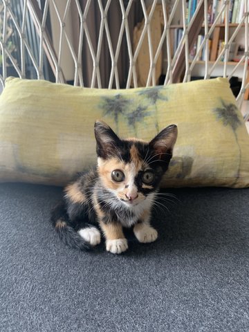 Bingo (Now Miumiu) - Domestic Medium Hair + Calico Cat