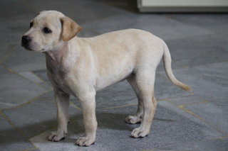 Labrador Mix ( Cream )  - Labrador Retriever Mix Dog