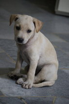 Labrador Mix ( Cream )  - Labrador Retriever Mix Dog