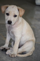 Labrador Mix ( Cream )  - Labrador Retriever Mix Dog