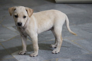 Labrador Mix ( Cream )  - Labrador Retriever Mix Dog