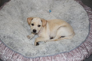 Labrador Mix ( Cream )  - Labrador Retriever Mix Dog