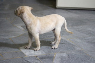 Labrador Mix ( Cream )  - Labrador Retriever Mix Dog