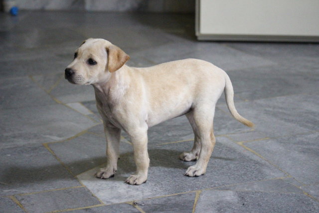 Labrador Mix ( Cream )  - Labrador Retriever Mix Dog