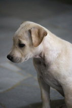 Labrador Mix ( Cream )  - Labrador Retriever Mix Dog