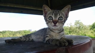 Rose - Domestic Short Hair Cat