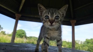 Rose - Domestic Short Hair Cat