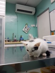 At the vet for check ups