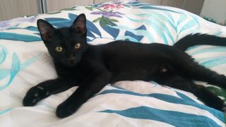 Adopted Adorable Lilly Needs A Home - Domestic Short Hair Cat