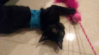 Adopted Adorable Lilly Needs A Home - Domestic Short Hair Cat