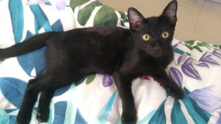 Adopted Adorable Lilly Needs A Home - Domestic Short Hair Cat