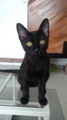 Adopted Adorable Lilly Needs A Home - Domestic Short Hair Cat