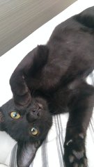 Adopted Adorable Lilly Needs A Home - Domestic Short Hair Cat