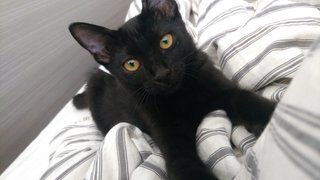 Adopted Adorable Lilly Needs A Home - Domestic Short Hair Cat