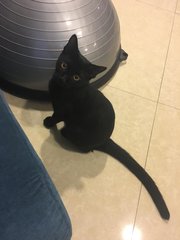 Adopted Adorable Lilly Needs A Home - Domestic Short Hair Cat