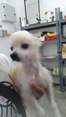 PF91782 - Pomeranian + Chihuahua Dog