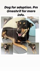 PF91784 - Mixed Breed Dog