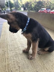 Balu - German Shepherd Dog Mix Dog