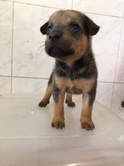 Benson - Labrador Retriever Mix Dog