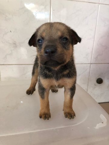 Benson - Labrador Retriever Mix Dog