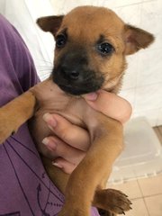 Beanie - Labrador Retriever Mix Dog