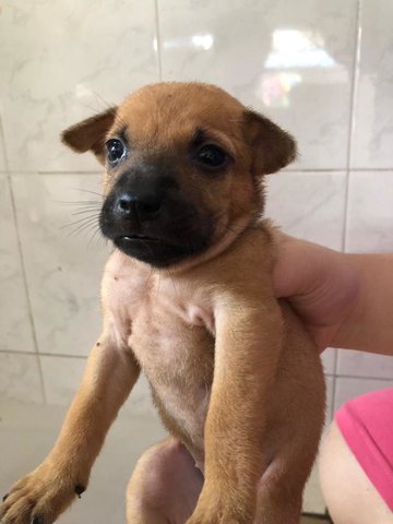 Beanie - Labrador Retriever Mix Dog