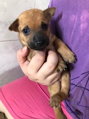 Beanie - Labrador Retriever Mix Dog