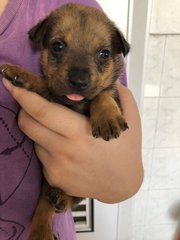 Bailey - Labrador Retriever Mix Dog