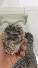 Hedgehog Baby - Hedgehog Small & Furry