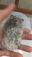 Hedgehog Baby - Hedgehog Small & Furry