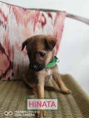 Sakura, Hinata, Neiji, Ino - Mixed Breed Dog