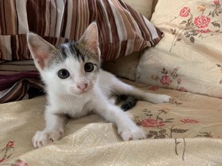 Latte - Domestic Medium Hair Cat