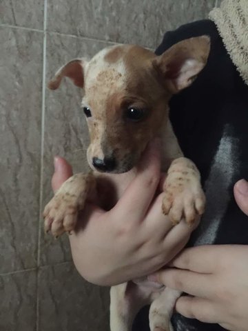 Bruce - Jack Russell Terrier Mix Dog