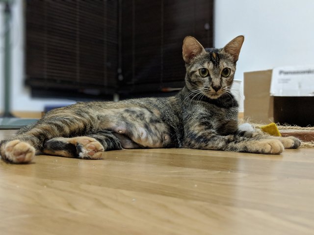 Dottie - Domestic Short Hair + Tortoiseshell Cat