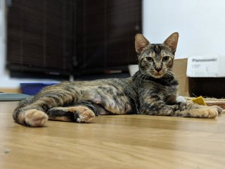 Dottie - Domestic Short Hair + Tortoiseshell Cat