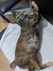 Dottie - Domestic Short Hair + Tortoiseshell Cat