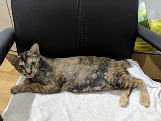 Dottie - Domestic Short Hair + Tortoiseshell Cat