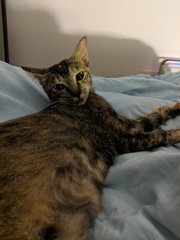 Dottie - Domestic Short Hair + Tortoiseshell Cat