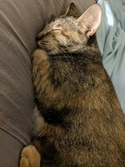 Dottie - Domestic Short Hair + Tortoiseshell Cat