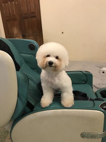 Dan Dan  - Bichon Frise Dog