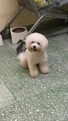 Dan Dan  - Bichon Frise Dog