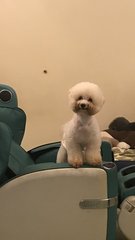 Dan Dan  - Bichon Frise Dog