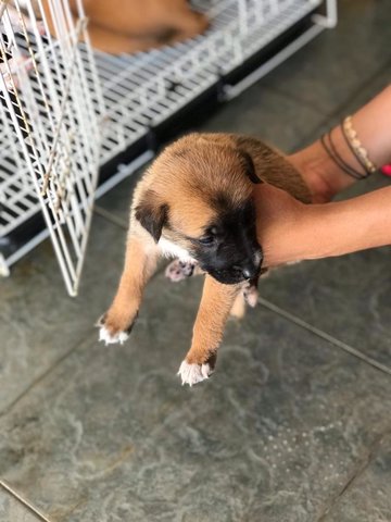 Mowli (Brown And Black) - Mixed Breed Dog