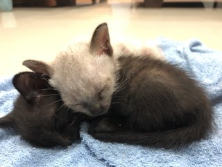 Happy &amp; Lucky Kittens - Domestic Medium Hair Cat