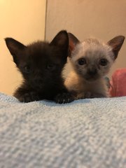 Happy &amp; Lucky Kittens - Domestic Medium Hair Cat