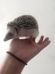 Timmy - Hedgehog Small & Furry