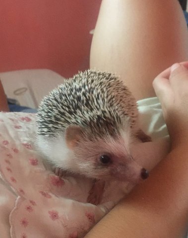 Timmy - Hedgehog Small & Furry