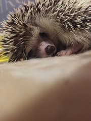 Timmy - Hedgehog Small & Furry