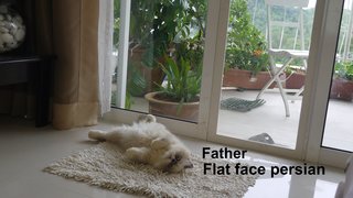 Persian Mix Kitten - Persian Cat